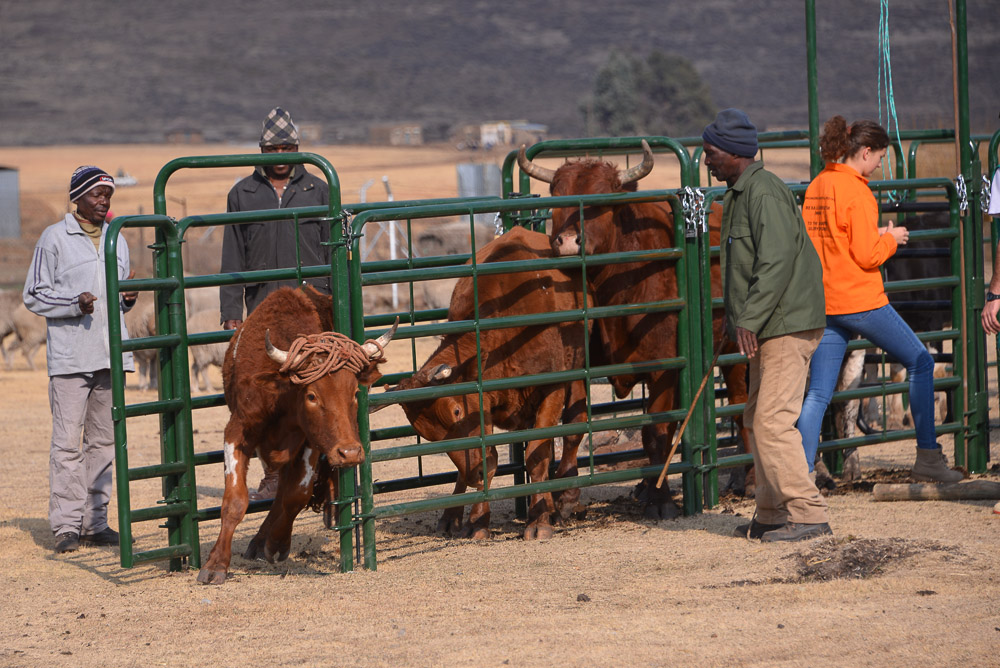 Semonkong Hospital Project