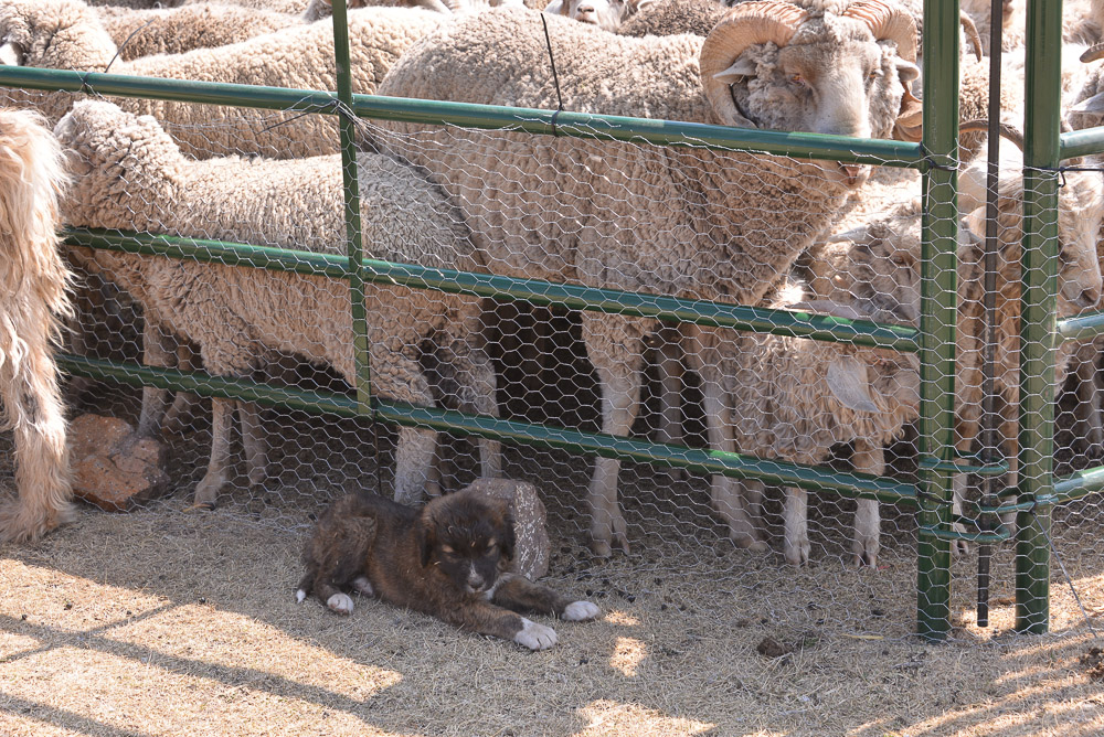 Semonkong Hospital Project