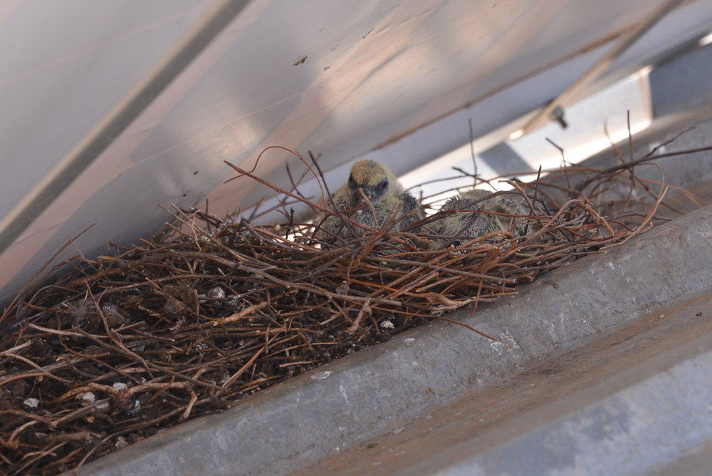 Semonkong Hospital Project